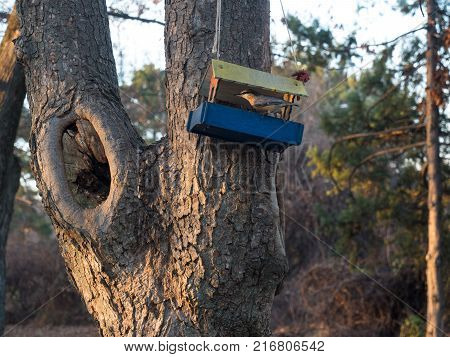 For small sparrows, people made feeders and stuffed them with food.