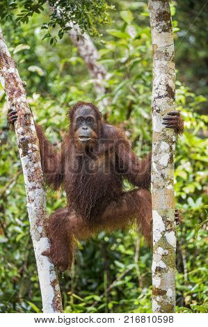 Orangutan on the tree branches. Bornean orangutan (Pongo pygmaeus wurmmbii) in the wild nature. Rainforest of Island Borneo. Indonesia.