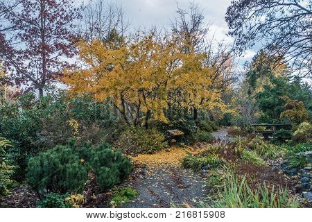 Yellow Autumn leaves are on the trees and on the ground in Seatac Washington.