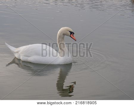 White swan after cleaning feathers calmly swim along the shore of the lake