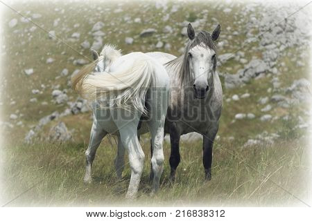 white horses in Lukavica Plateau, Montenegro 