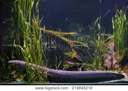 Electric eel (Electrophorus electricus). Tropical fish. 