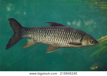 Hoven's carp (Leptobarbus hoevenii), also known as the mad barb or sultan fish.