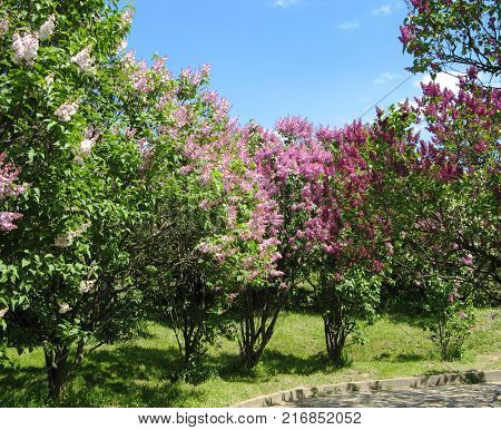 Corner of the park in the spring.Touring trees on a sunny day