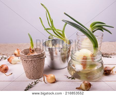 Sprouted onions on a white wooden table with garden tools. The concept of hobby gardening.