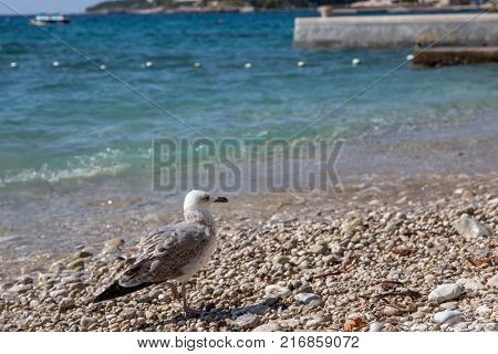 Sea gull at the beach in Mlini, Croatia