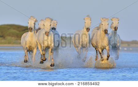 Herd of White Camargue Horses running on the water . Parc Regional de Camargue - Provence France