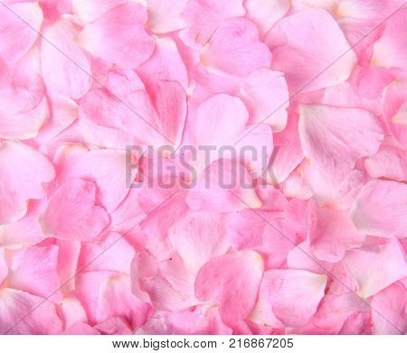Background texture of beautiful delicate pink rose petals in a random pile