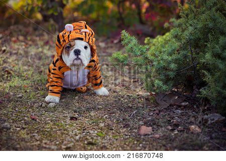 English puppy Bulldog Dog at the forest summer time.