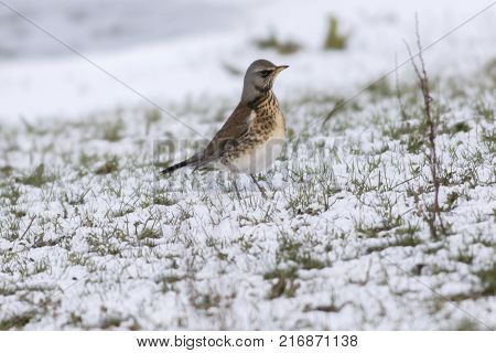 Fieldfare (turdus Pilaris)