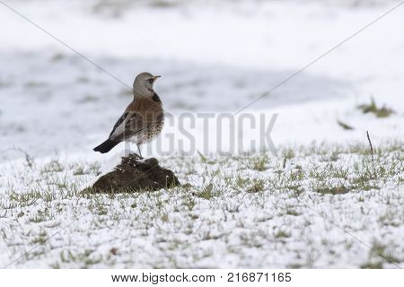 Fieldfare (turdus Pilaris)