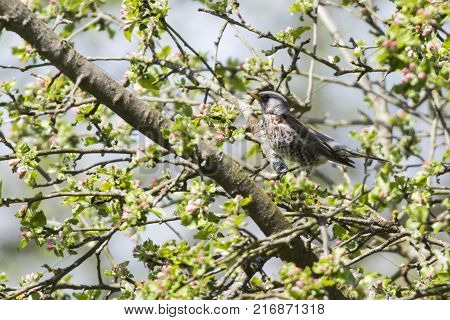 Fieldfare (turdus Pilaris)