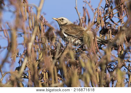 Fieldfare (turdus Pilaris)