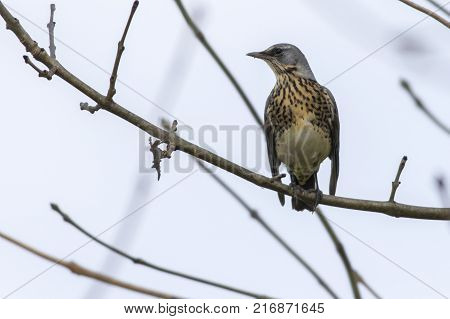 Fieldfare (turdus Pilaris)