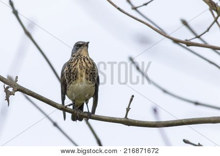 Fieldfare (turdus Pilaris)