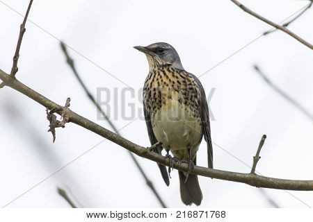 Fieldfare (turdus Pilaris)