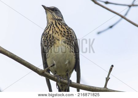 Fieldfare (turdus Pilaris)