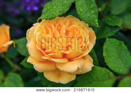 Blooming yellow rose in the garden on a sunny day after rain. 
