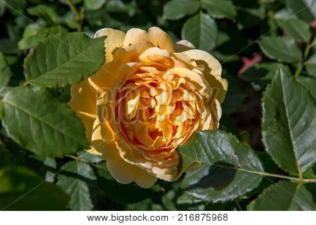 Blooming yellow orange English roses in the garden on a sunny day. 