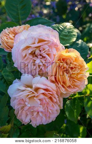 Blooming yellow orange English roses in the garden on a sunny day.