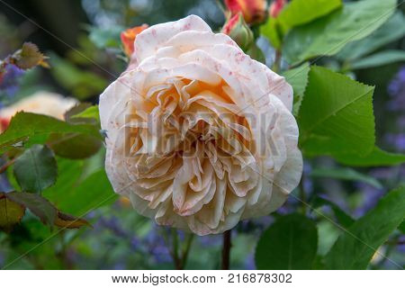 Blooming yellow orange English roses in the garden on a sunny day. Charles Austin' Rose.