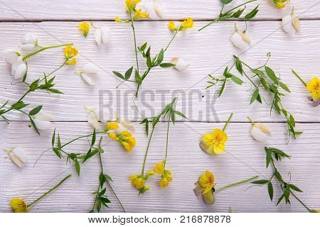 Beautiful yellow wild flowers on white wooden background. Copy space. Mother's, Valentines, Women's Wedding Day concept.