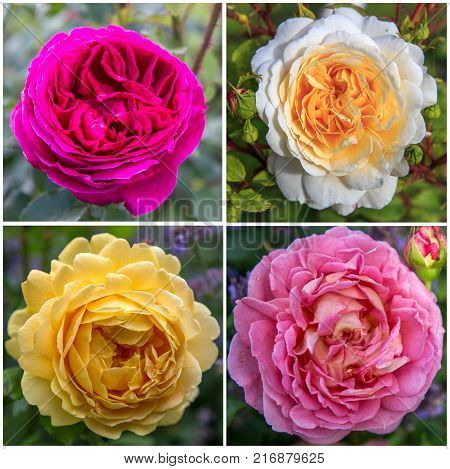 Four English rose in the garden on a sunny day - purple, white, yellow, pink.