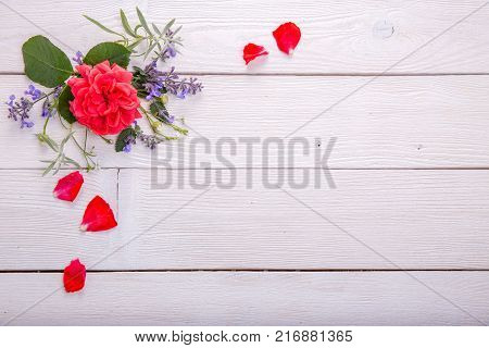 Beautiful red coral English rose on white wooden background. Copy space. Mother's, Valentines, Women's Wedding Day concept.