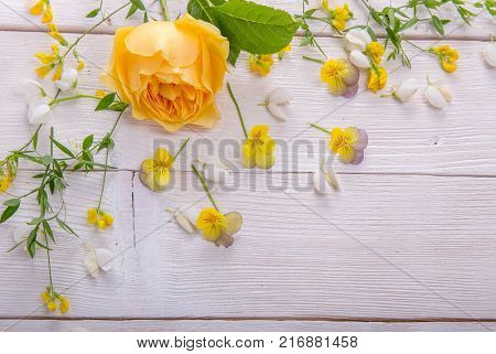Beautiful yellow English rose on white wooden background. David Austin Rose Golden Celebration. Copy space. Mother's, Valentines, Women's Wedding Day concept.