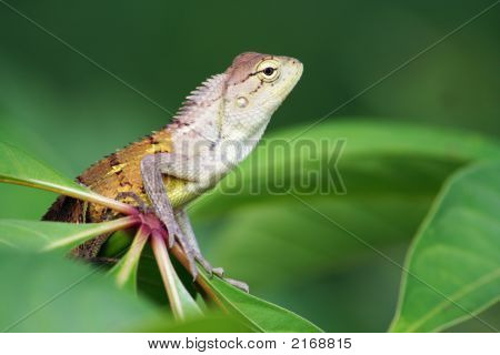 Calotes indické ještěrka