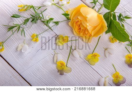 Beautiful yellow English rose on white wooden background. David Austin Rose Golden Celebration. Copy space. Mother's, Valentines, Women's, Wedding Day concept.