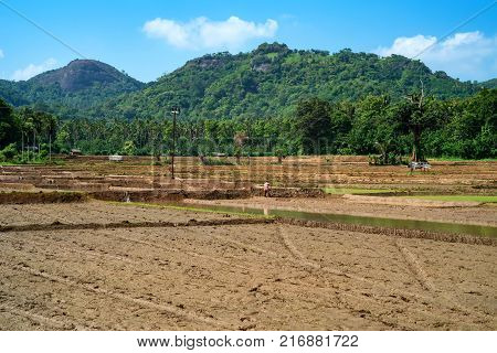 Close-up photograph of paddy fields with crops of rice in Sri Lanka