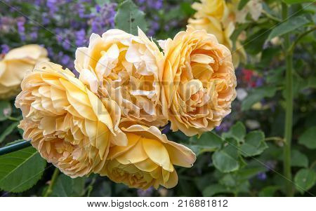 Blooming yellow English rose in the garden on a sunny day. Rose 'Charlotte'