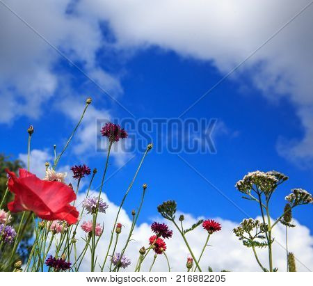 Beautiful meadow field with wild flowers. Spring or summer wildflowers closeup. Health care concept. Rural field. Alternative medicine. Environment