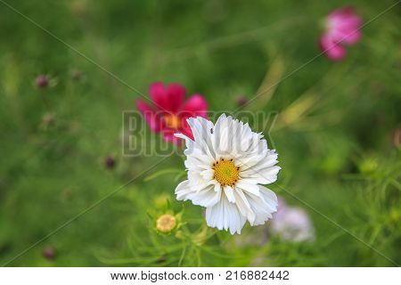 Mexican Aster white flower or Garden Cosmos, closeup at green background. Its Latin name is Cosmos Bipinnatus Radiance, native to Mexico. Popular annual plant cosmea.