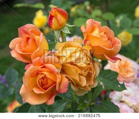 Blooming orange English rose in the garden on a sunny day. Rose 'Lady of Shalott'