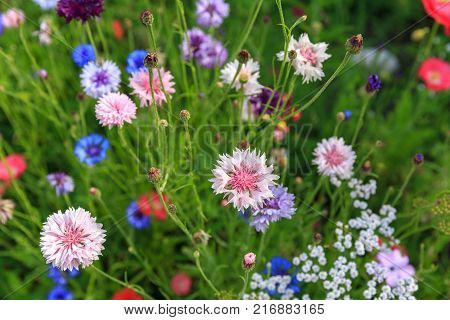 Beautiful meadow field with wild flowers. Spring or summer wildflowers closeup. Health care concept. Rural field. Alternative medicine. Environment