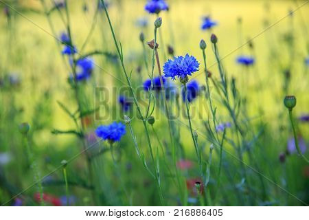 Beautiful meadow field with wild flowers cornflowers. Spring or summer wildflowers closeup. Health care concept. Rural field. Alternative medicine. Environment