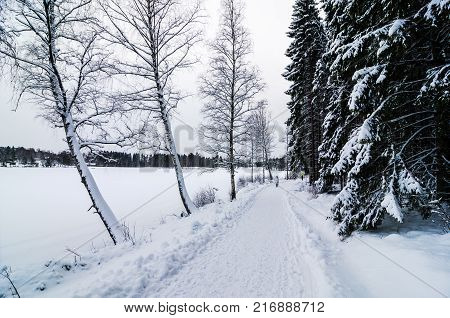 Person walking on forest path covered by snow . Winter activity