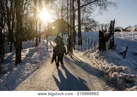 Two people riding horse in group nearby a farm in Oslo Norway. Low sun in winter. Group activity