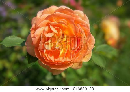 Blooming orange English rose in the garden on a sunny day. Rose 'Lady of Shalott'