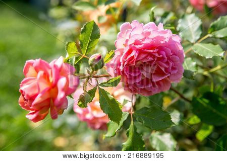 Blooming pink English rose in the garden on a sunny day. Rose 'Jubilee Celebration'