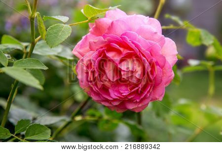 Blooming pink English rose in the garden on a sunny day. Rose 'Jubilee Celebration'
