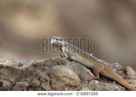 Male Five-lined Mabuya (trachylepis Quinquetaeniata)