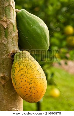 Papaya på træ
