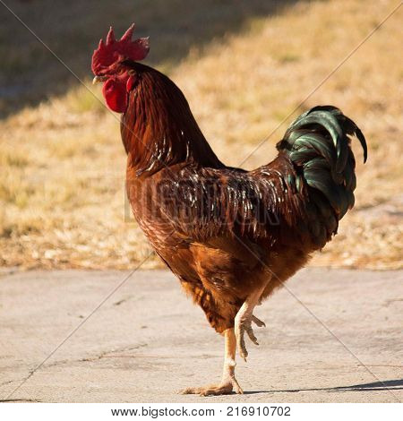 Majestous rooster showing off his style at the farm