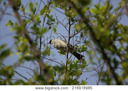 Red Whiskered Bulbul Bird On Tree