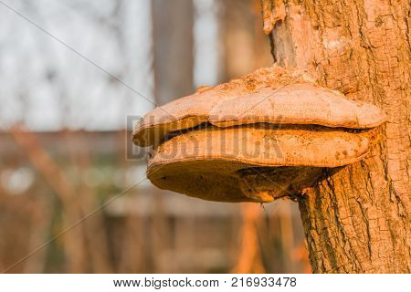 Closeup Of Large Brown Shelf Mushrooms