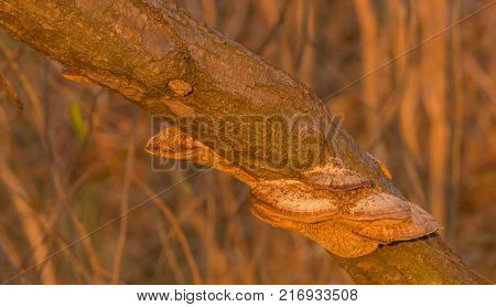 Closeup Of Large Brown Shelf Mushrooms