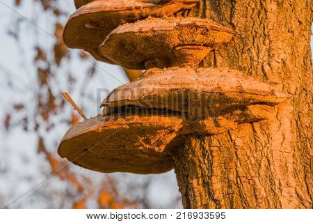 Closeup Of Large Brown Shelf Mushrooms